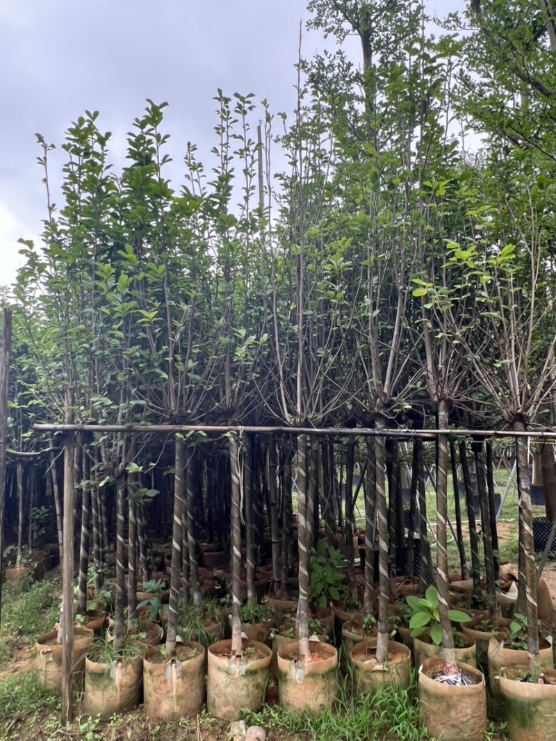 荷花玉兰，规格齐全。广东普宁苗场直发货量充足