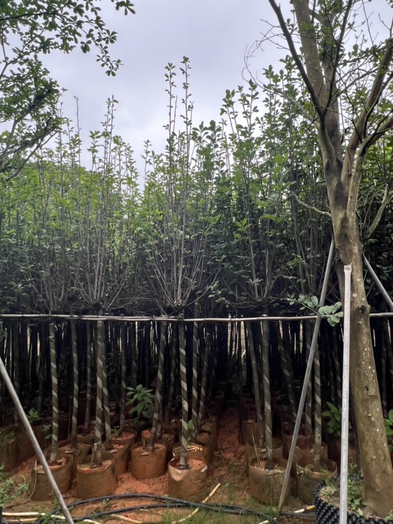 荷花玉兰，规格齐全。广东普宁苗场直发货量充足