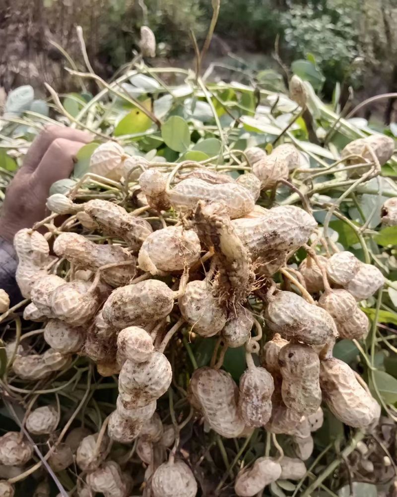 河南花生，花生米，厂地直发大量有货欢迎各位老板订购