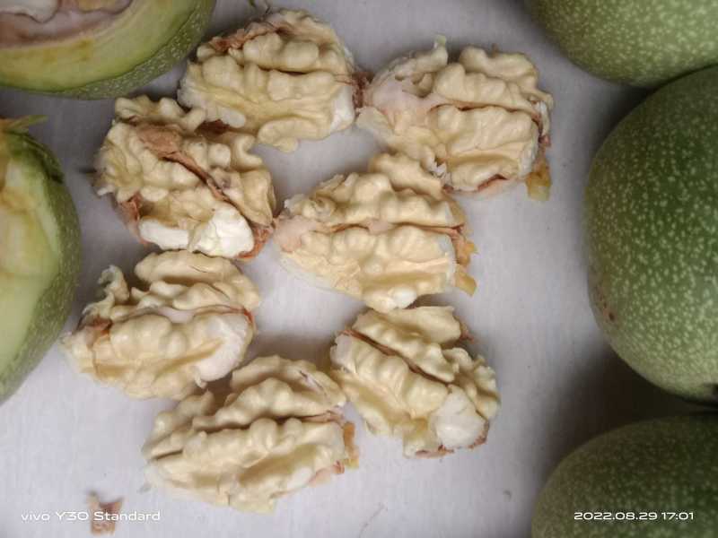 青皮核桃成熟早，手摘果货源充足，仁白，个头大，全国直发