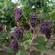 产地温室茉莉香葡萄大量上市