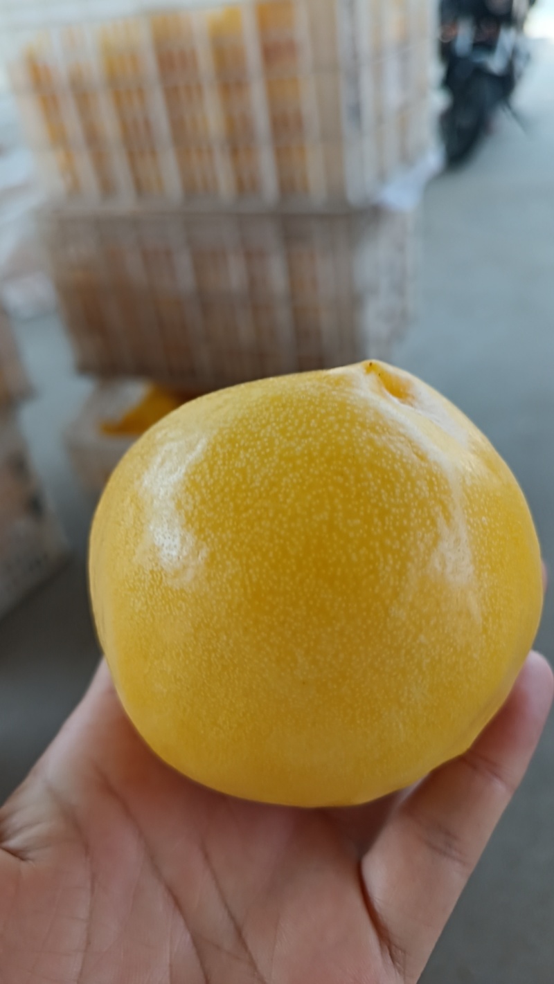 黄油桃