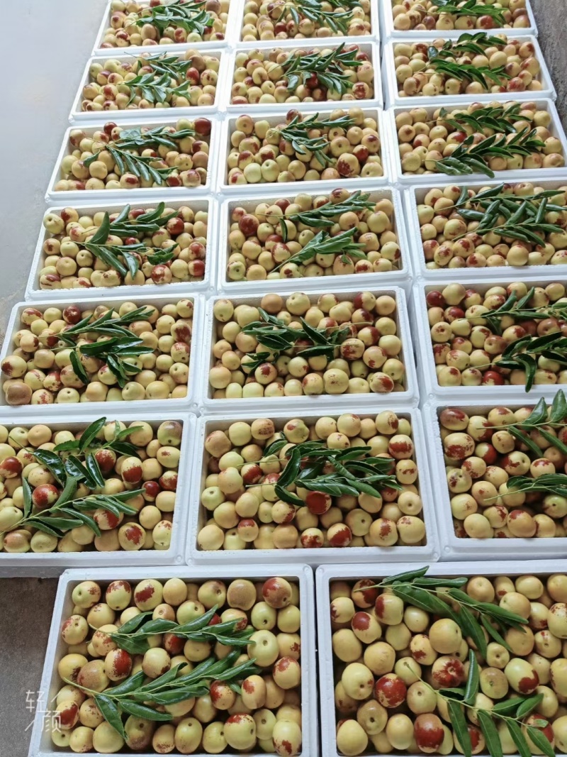 大荔冬枣