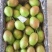 大荔冬枣