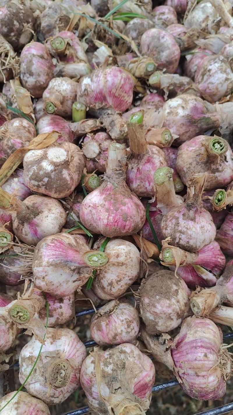 河南大蒜紫皮蒜蒜头代收代发代存货源充足按需加工