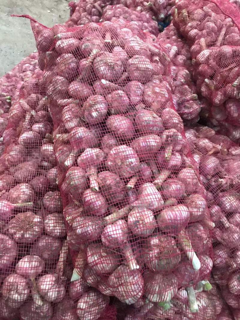 河南大蒜紫皮蒜蒜头代收代发代存货源充足按需加工