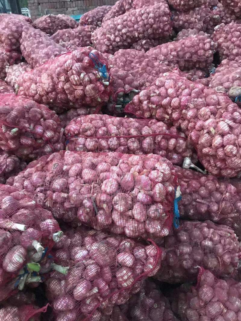 河南大蒜紫皮蒜蒜头代收代发代存货源充足按需加工