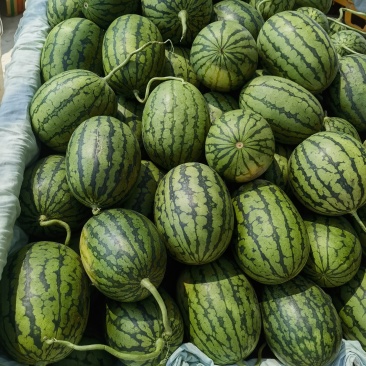 早春红玉
