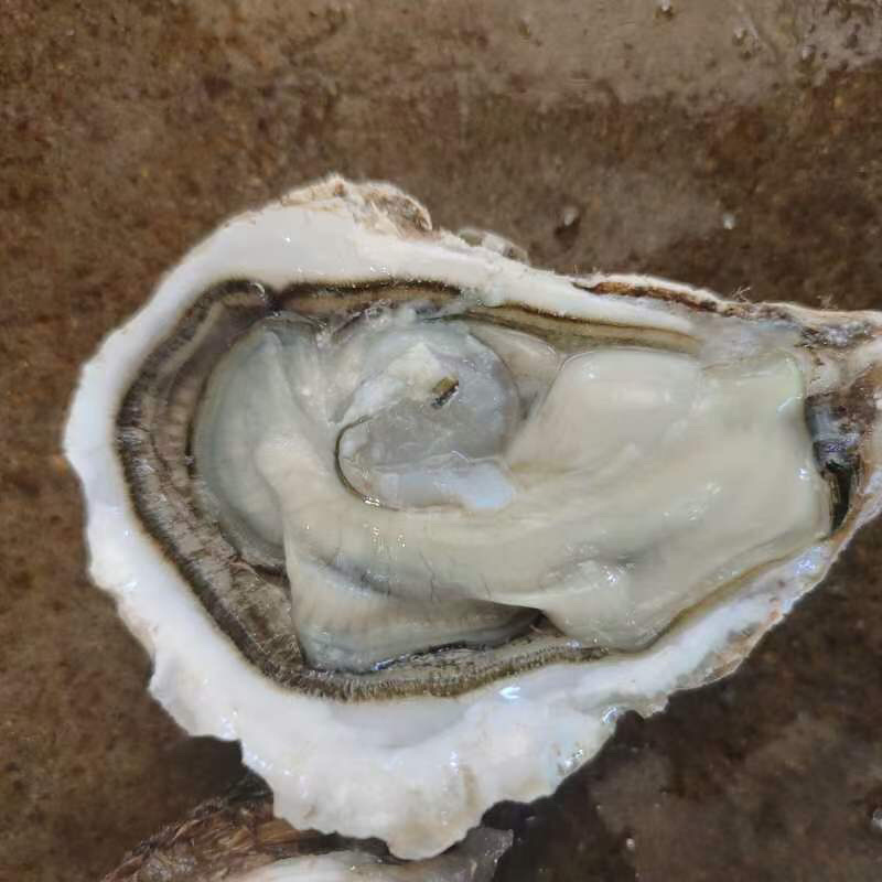 乳山生蚝产地直发个大肉美高品质甄选生蚝