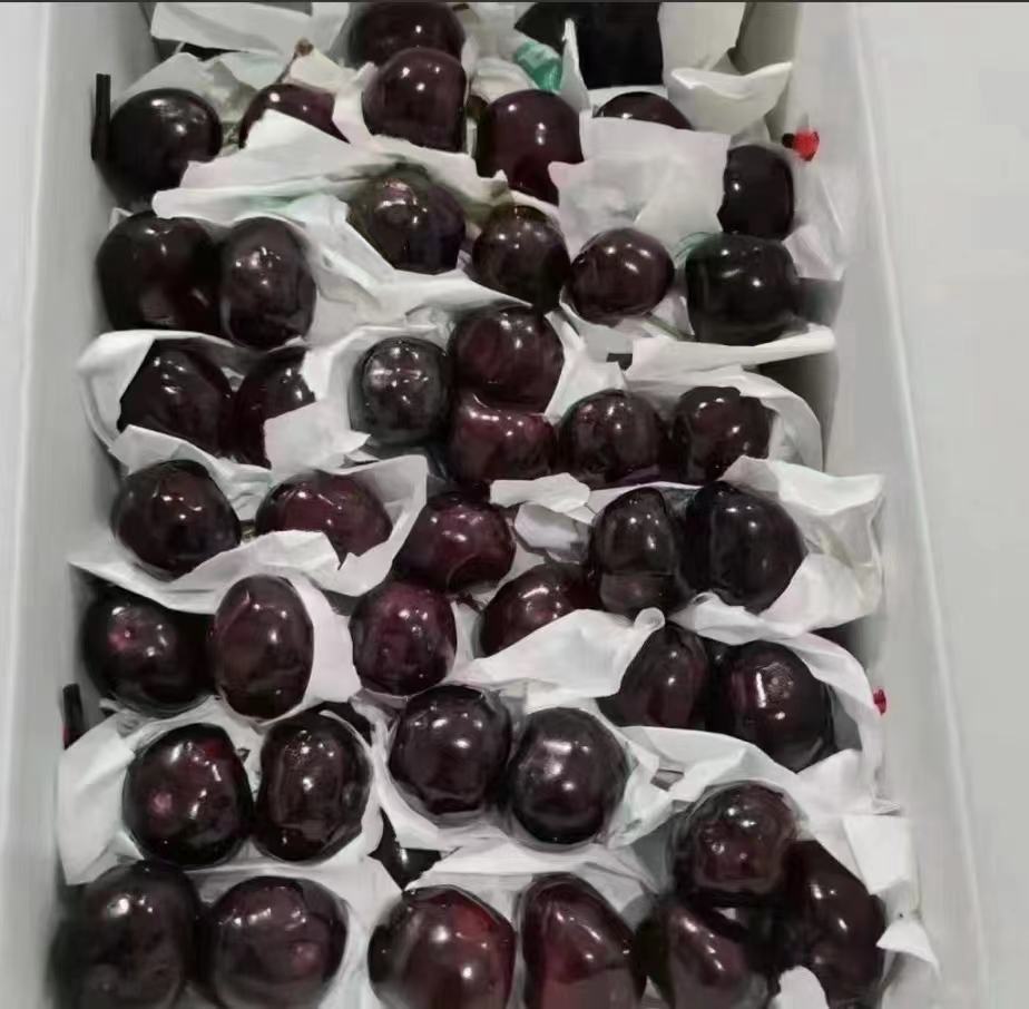 黑珍珠樱桃在阳光下的果园