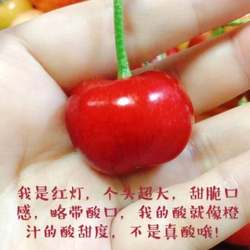山东红灯大樱桃烟台正宗车厘子新鲜水果当季现摘现发国产樱桃