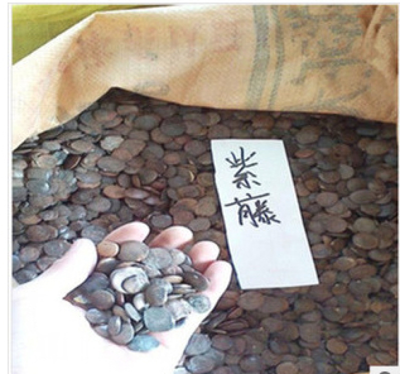 紫藤种孑30一公斤，大量有货，欢迎电话联系沟通