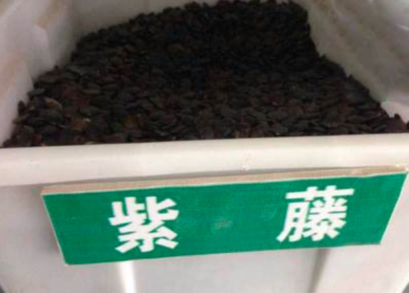紫藤种孑30一公斤，大量有货，欢迎电话联系沟通