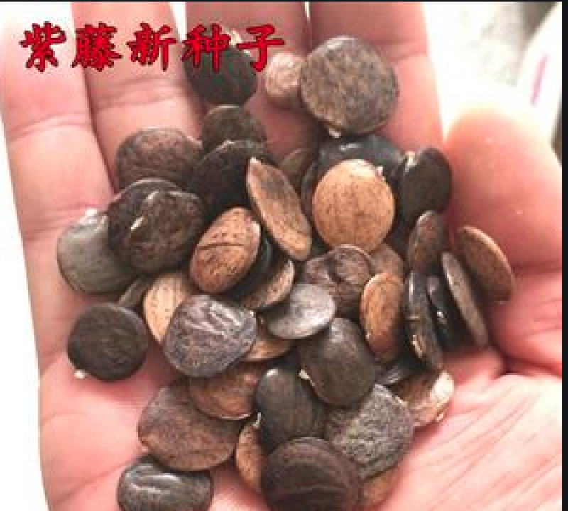 紫藤种孑30一公斤，大量有货，欢迎电话联系沟通