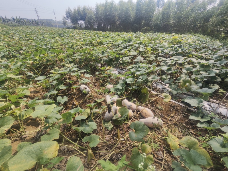 广西南宁，密本南瓜，大量供应，诚信经营，