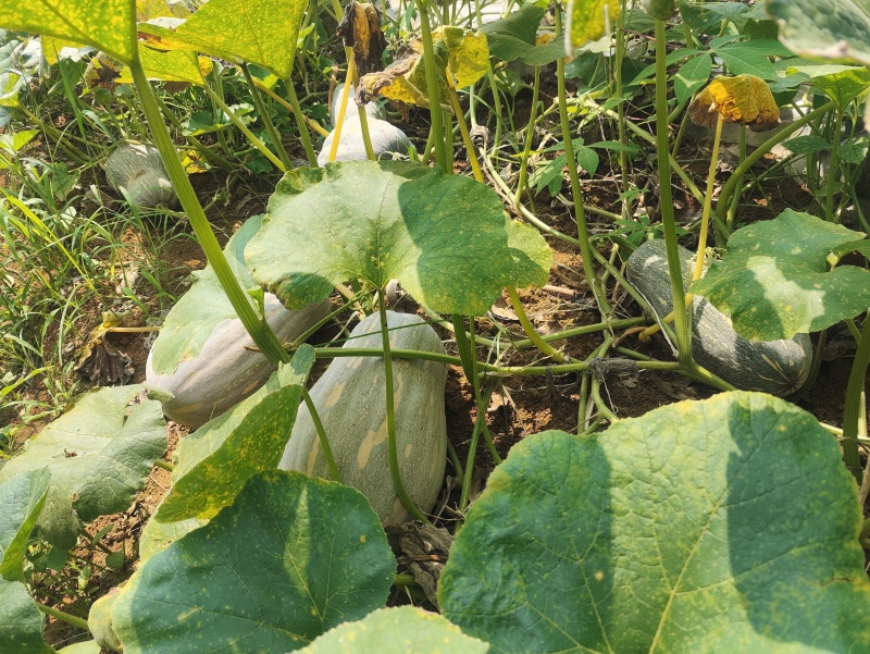 广西南宁，密本南瓜，大量供应，诚信经营，