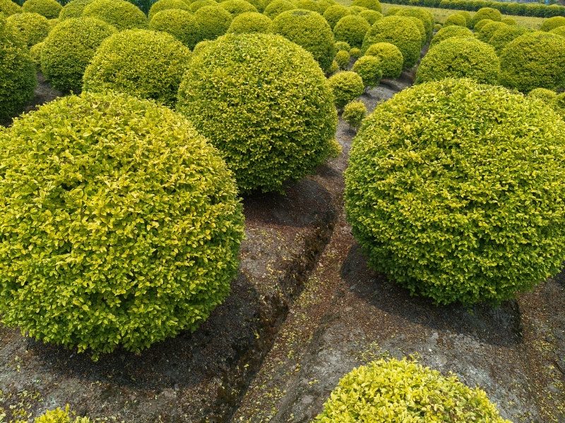 亮晶女贞球冠幅:1.2m、1.5m，量大从优，欢迎订购。