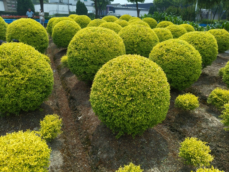 亮晶女贞球冠幅:1.2m、1.5m，量大从优，欢迎订购。
