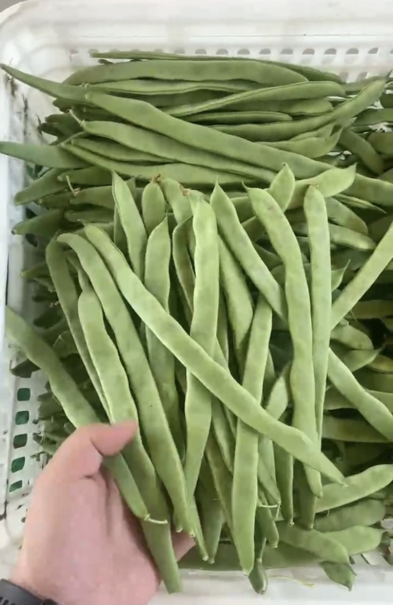 山西应县扁芸豆，扁豆角，扁玉龙，大量上市