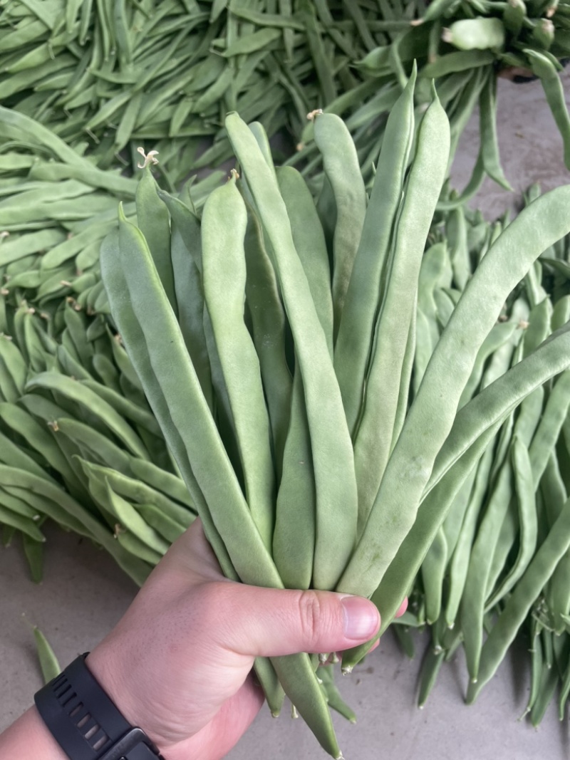 山西应县扁芸豆，扁豆角，扁玉龙，大量上市