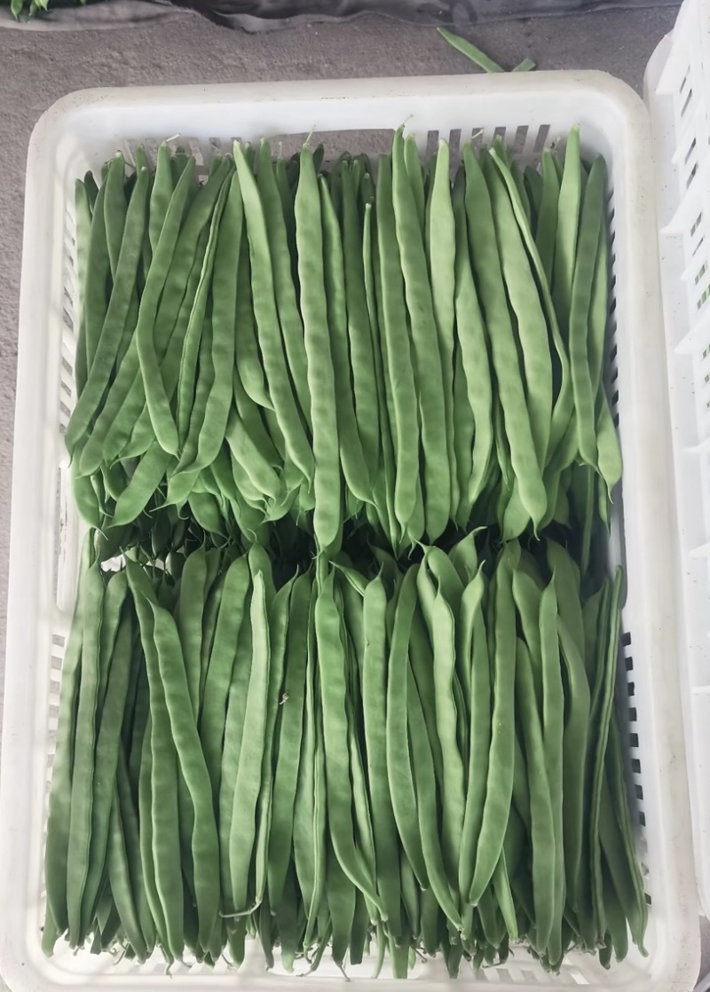 山西应县扁芸豆，扁豆角，扁玉龙，大量上市