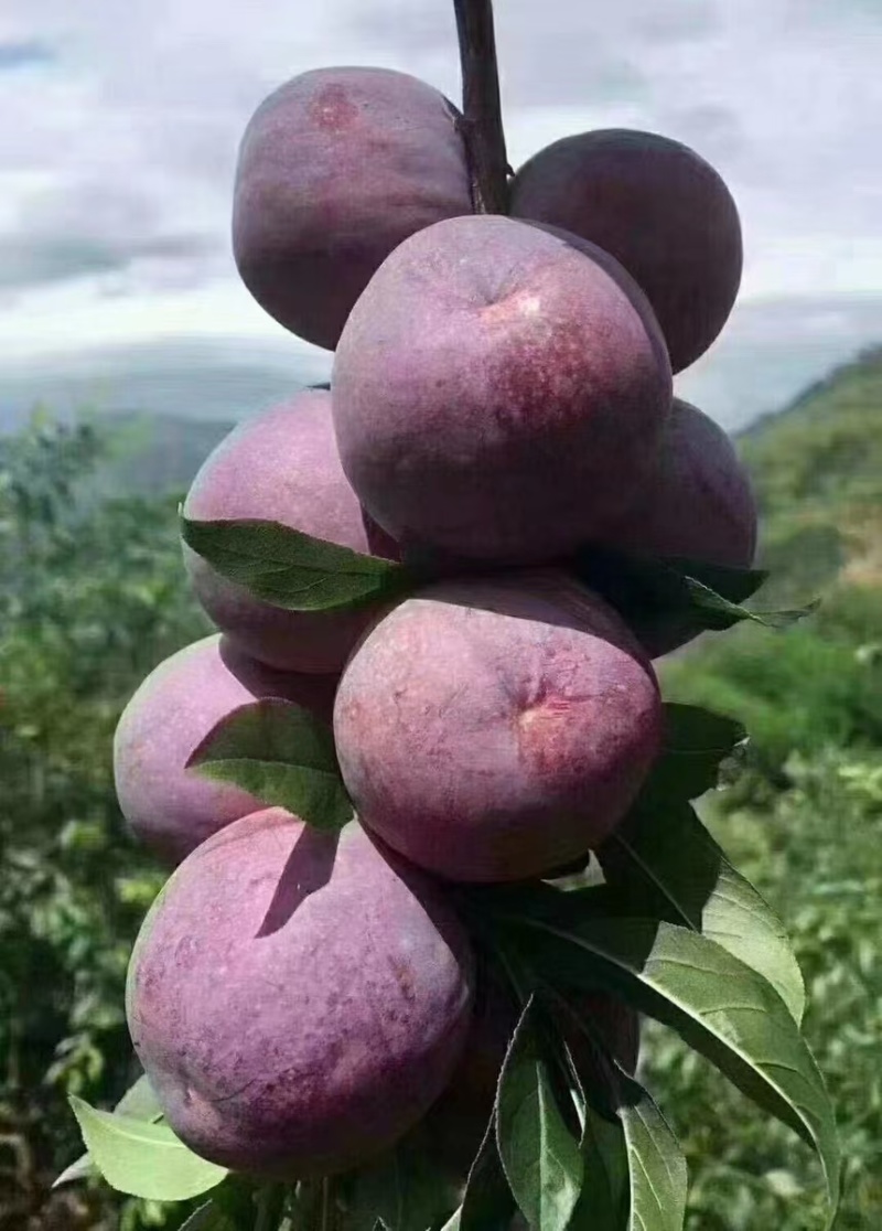 精品红心李澳洲红八宝丹蜂糖李青脆李质优价廉产地直供