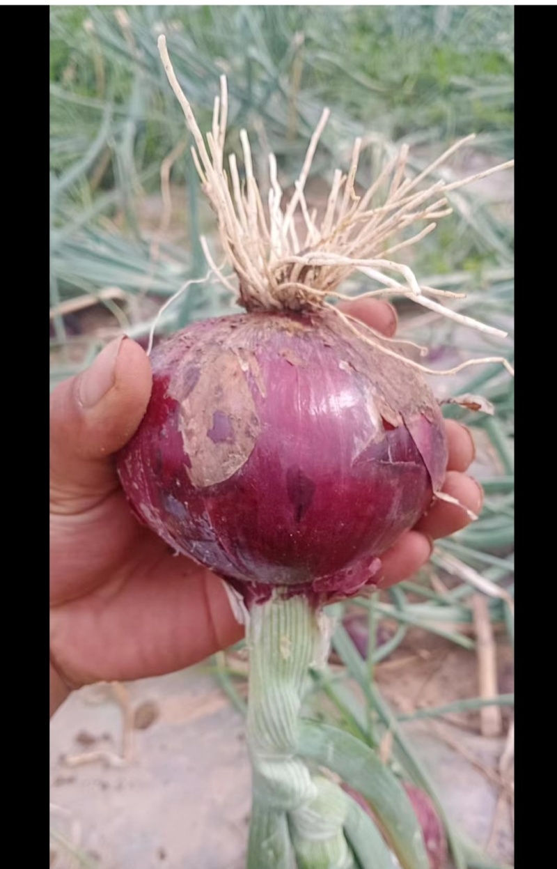 周口市淮阳区紫红皮洋葱种植基地大量供应酱菜厂入库