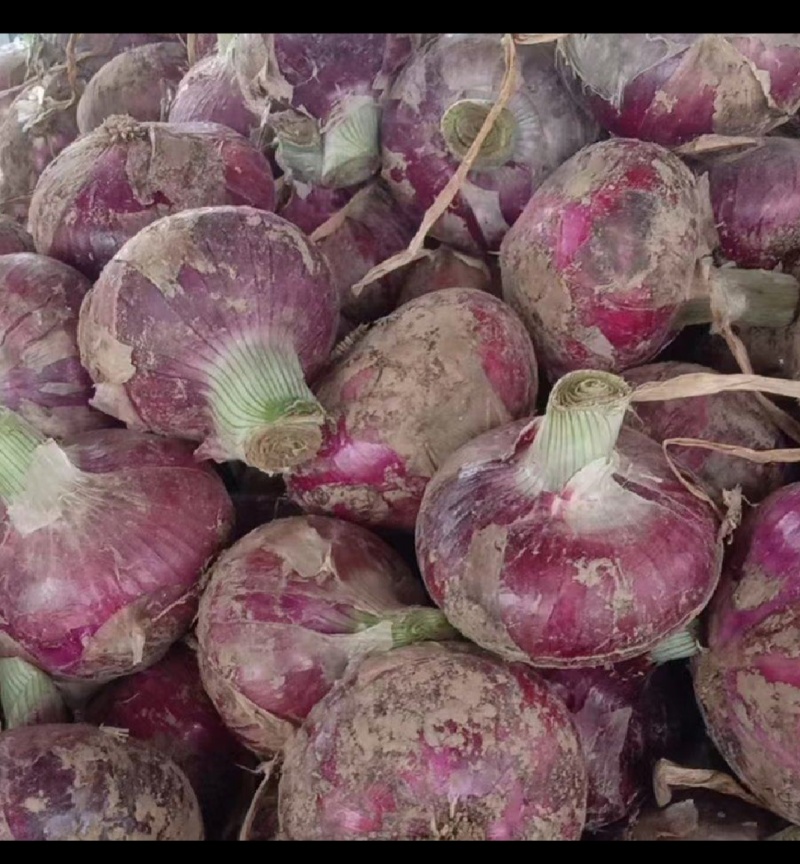 周口市淮阳区紫红皮洋葱种植基地大量供应酱菜厂入库