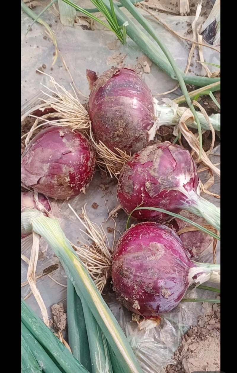 周口市淮阳区紫红皮洋葱种植基地大量供应酱菜厂入库