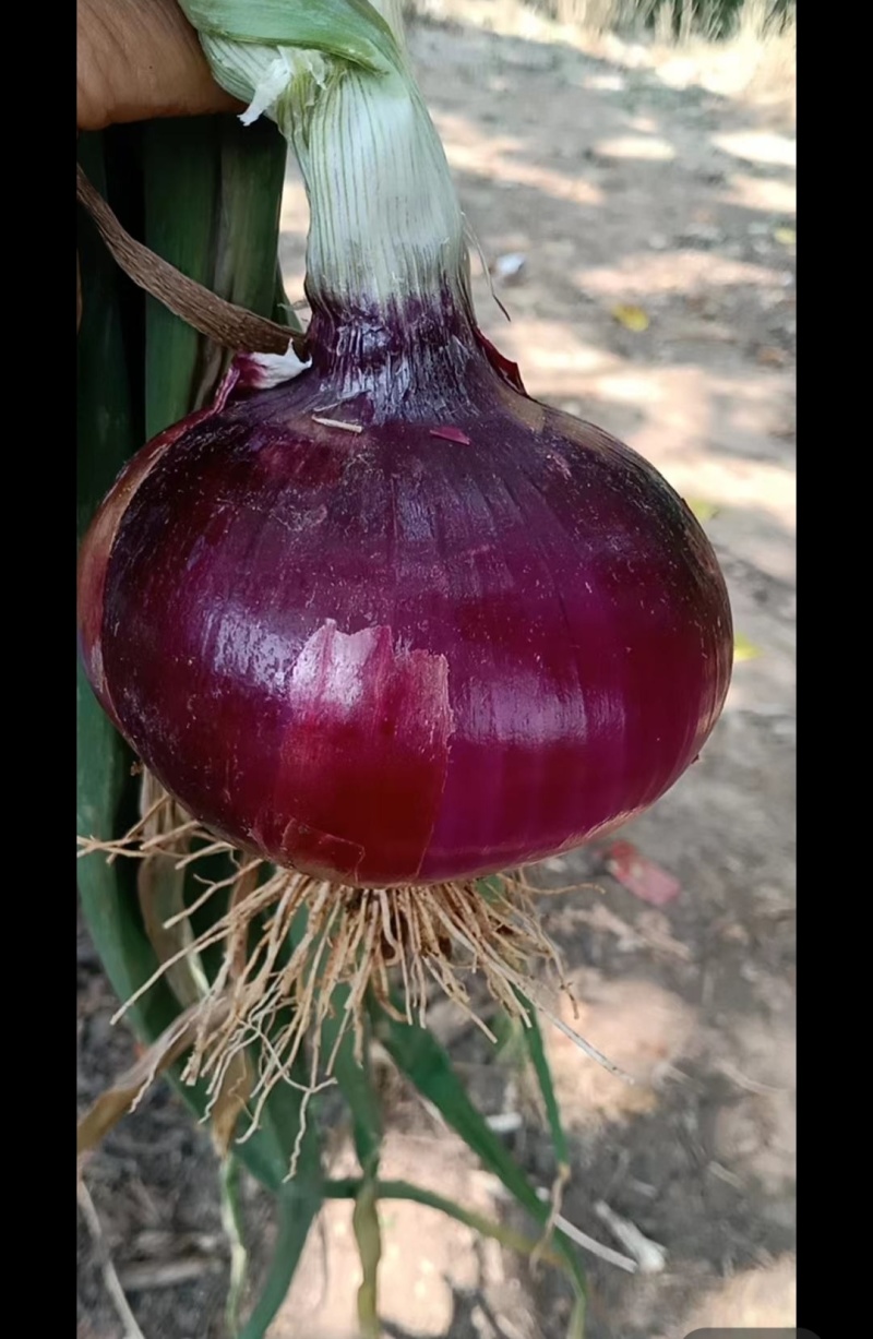 周口市淮阳区紫红皮洋葱种植基地大量供应酱菜厂入库