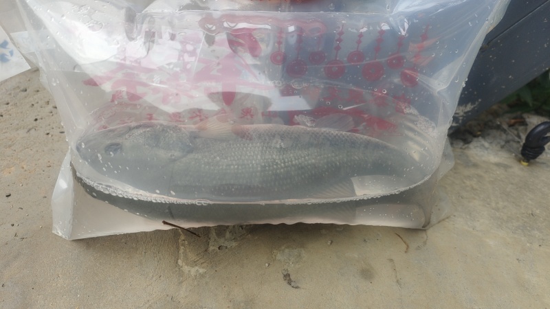 云南昆明文山丘北鲜活鲈鱼大口黑鲈加州鲈鱼淡水鲈鱼，