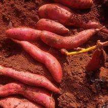 西瓜红红薯，自家种植，口感鲜美，欢迎大家选购。