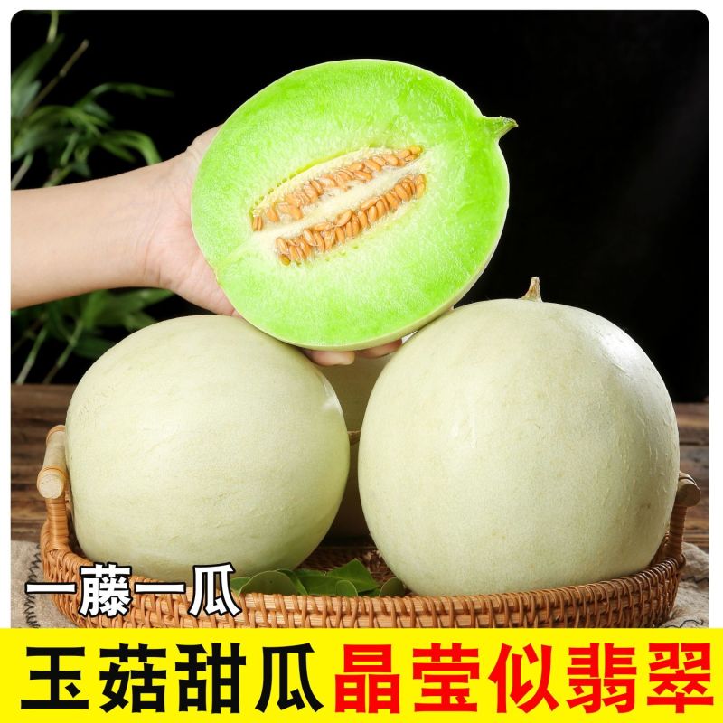 哈密瓜玉菇晓密25号齐鲁密产地直发质量保证