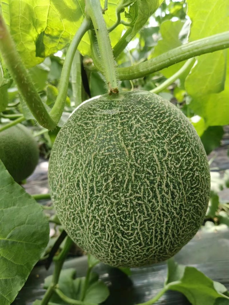 哈密瓜玉菇晓密25号齐鲁密产地直发质量保证