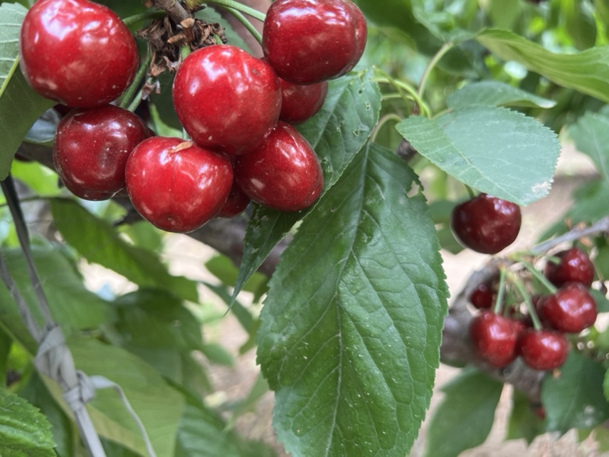 成熟的布鲁克斯樱桃特写