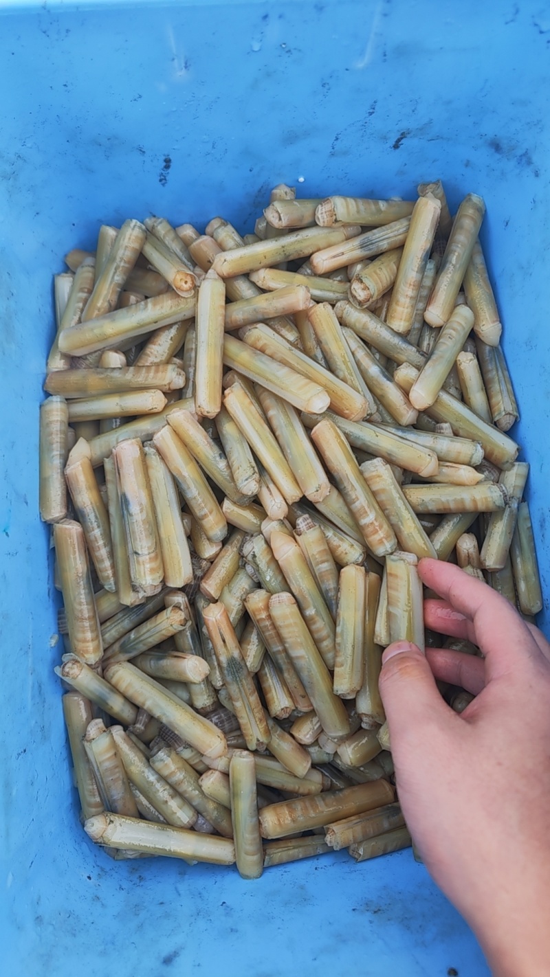 8厘米海蛏竹节蛏，当天现起，供货稳定，冰鲜发货个大肉鲜。