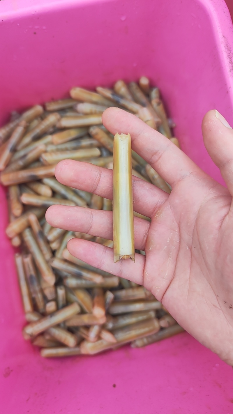8厘米海蛏竹节蛏，当天现起，供货稳定，冰鲜发货个大肉鲜。