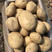 丽薯六号云南土豆专业产区产销一条龙服务对接各级批发