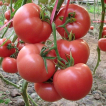 精品硬粉西红柿大量上市，支持全国整车发货，各种规格
