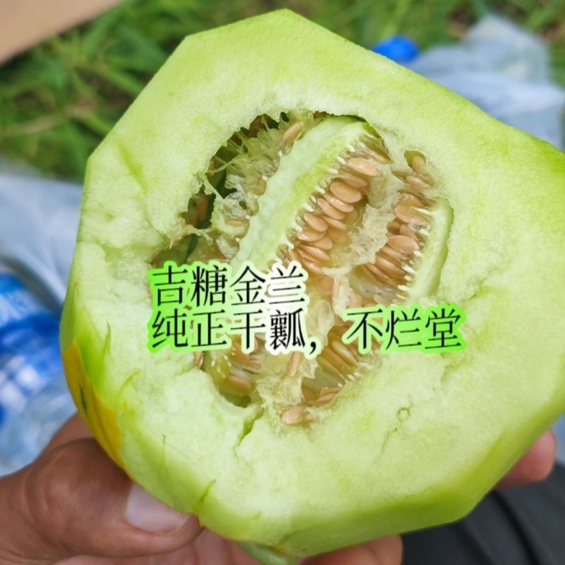 吉糖金兰甜瓜产地直发质量保证量大价优欢迎来电