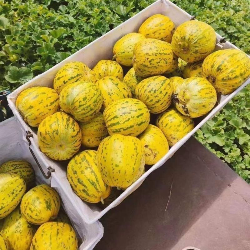 吉糖金兰甜瓜产地直发质量保证量大价优欢迎来电