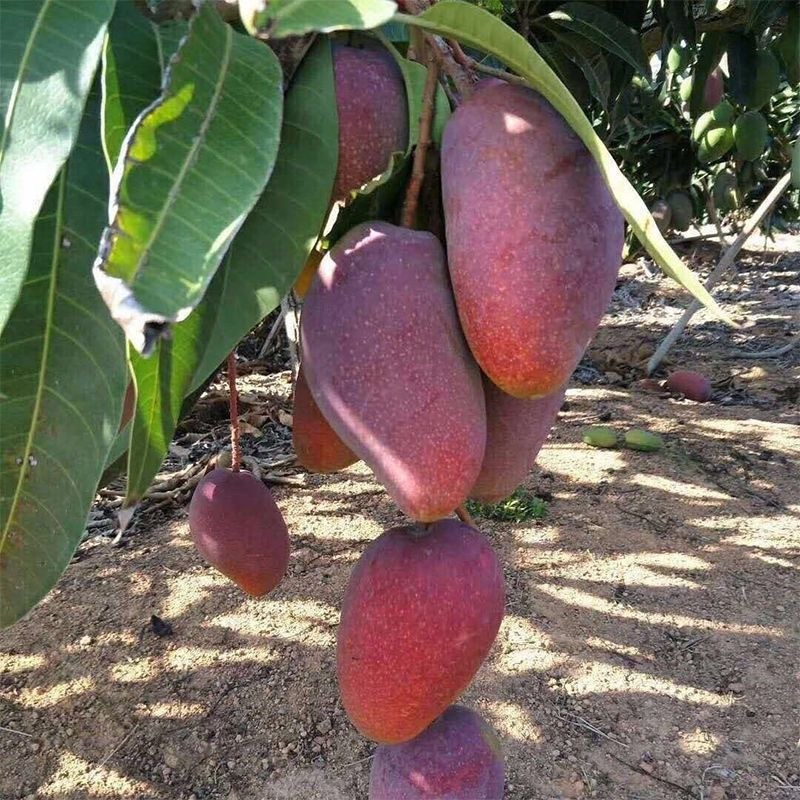 贵妃芒果云南高山种植贵妃芒一件代发批发新鲜采摘