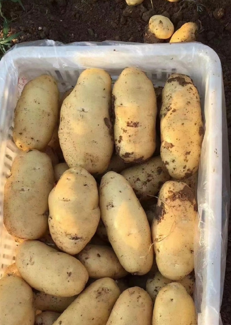 湖北土豆黄心土豆沃土5号产地一手货源实力代发全国