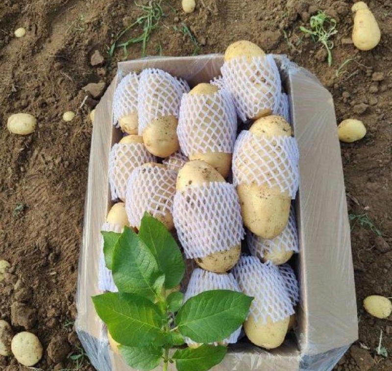 湖北土豆黄心土豆沃土5号产地一手货源实力代发全国