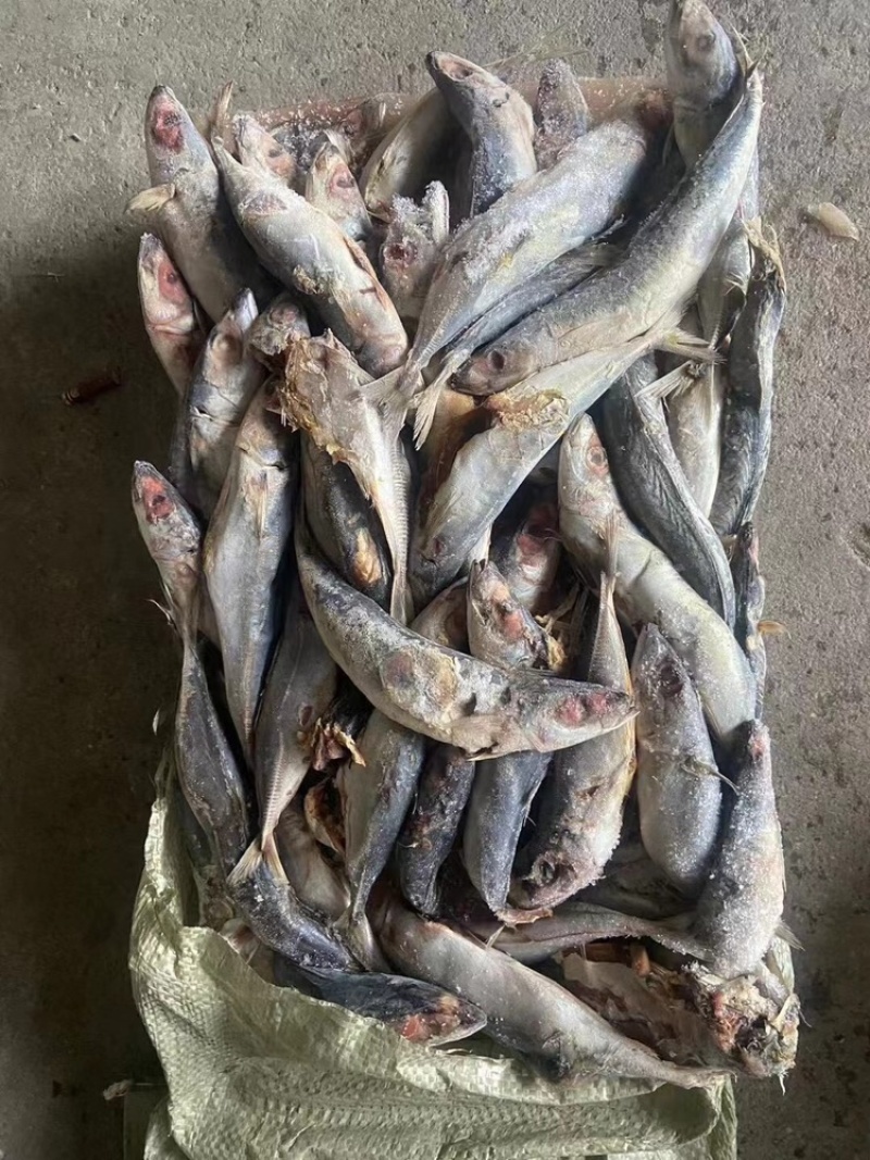饲料鱼