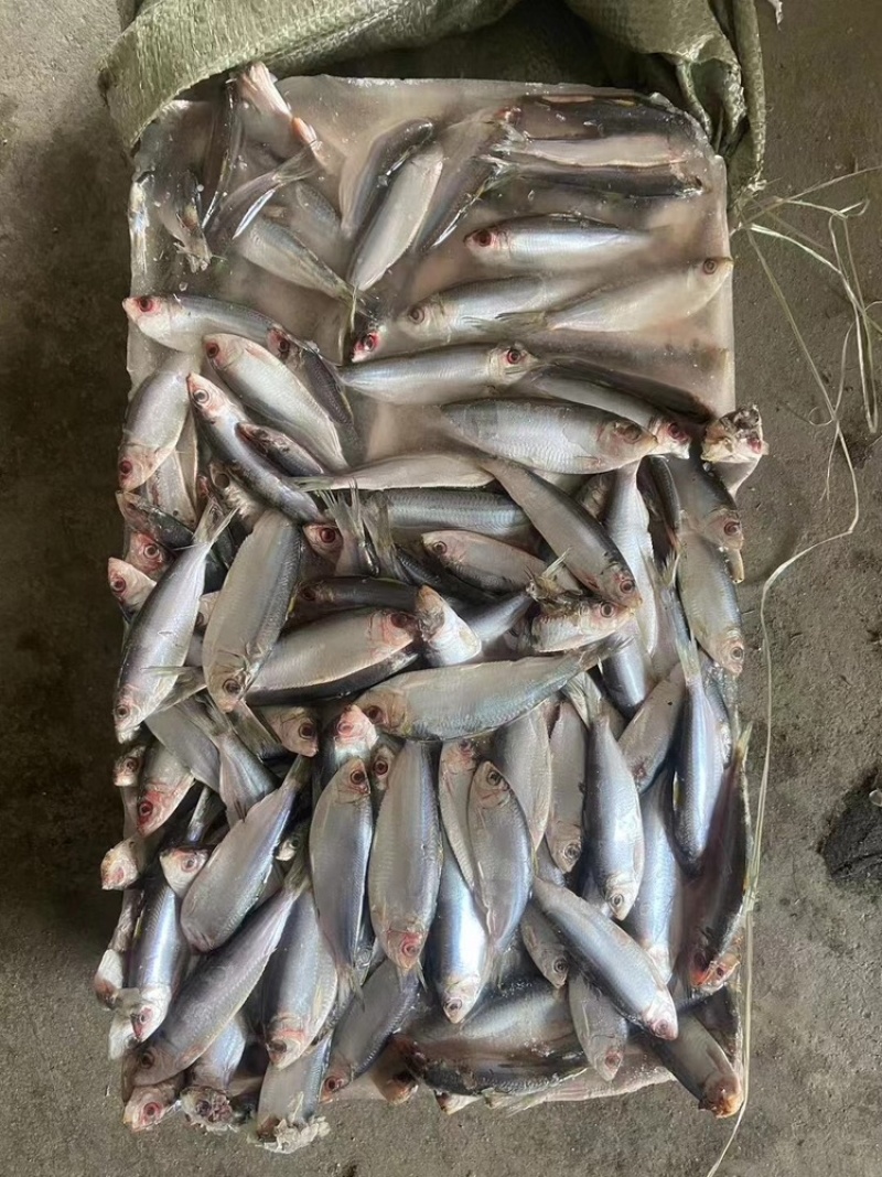饲料鱼