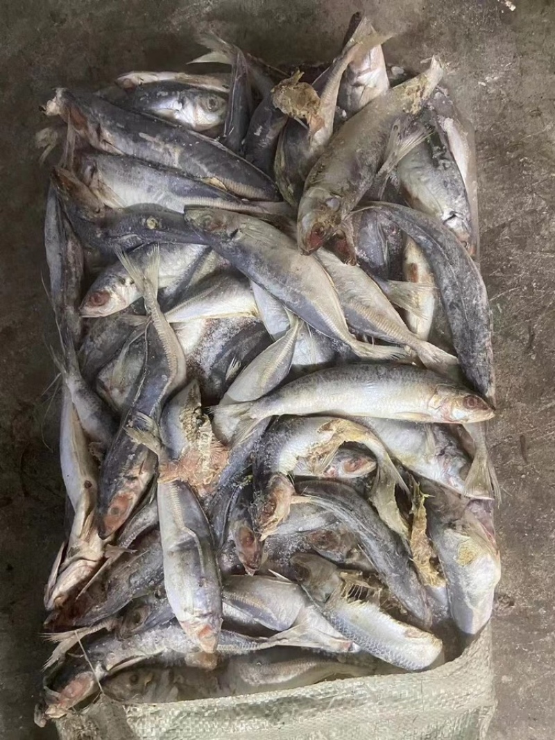 饲料鱼
