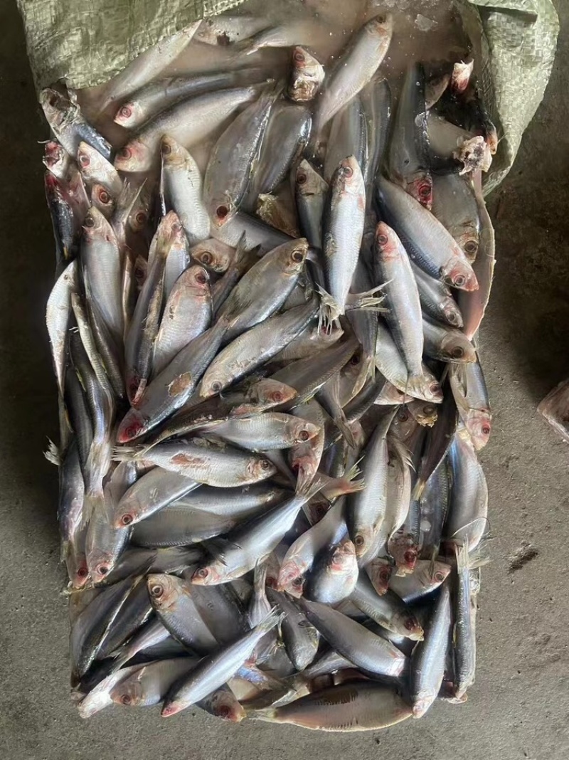 饲料鱼