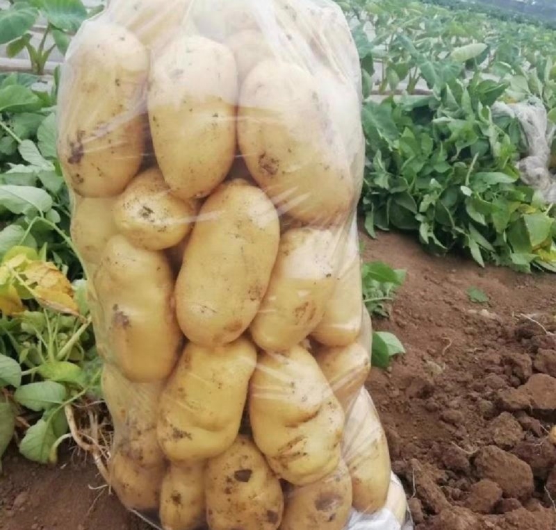 湖北土豆黄心土豆大量上市V7需要的朋友联系望长期合作