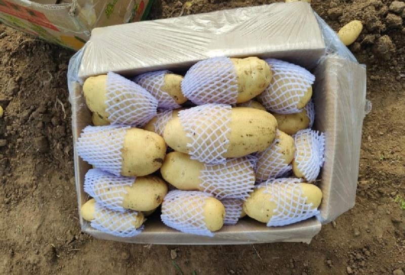 湖北土豆黄心土豆大量上市V7需要的朋友联系望长期合作